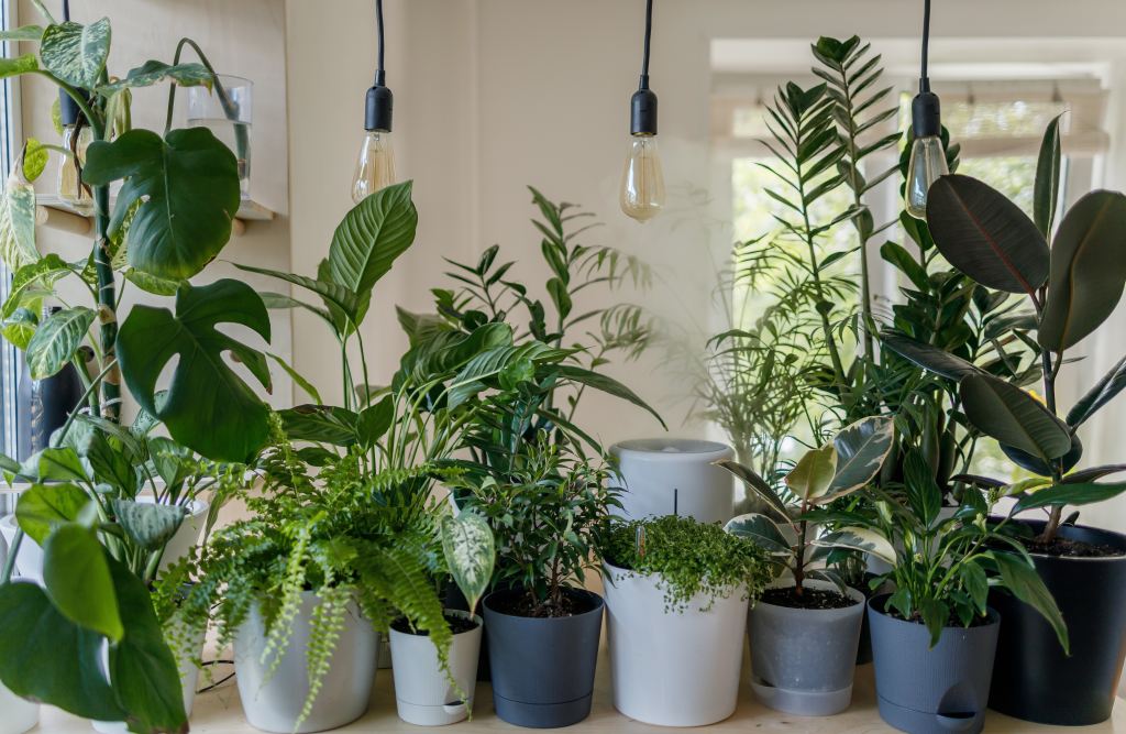 Green Dreams on a Budget: How to Score Amazing Plant Deals in Amsterdam